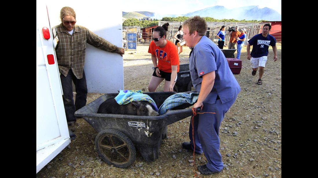 A pig is evacuated in a wheelbarrow from the Ching Family Animal Refuge in Herriman, Utah, as the wildfires worsen on Friday.