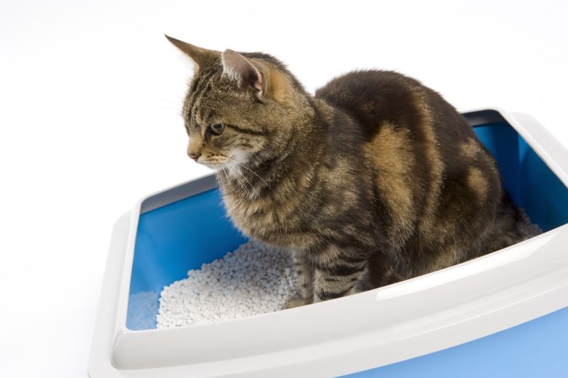 Cat litter 2024 tray pregnancy