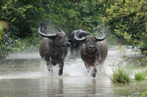 Wild buffalos run through flood waters in the Pobitora Wildlife Sanctuary on June 28. Floodwaters have forced rhinos and other wild animals to shelter in the woodland of the park which is located at a higher altitude. 