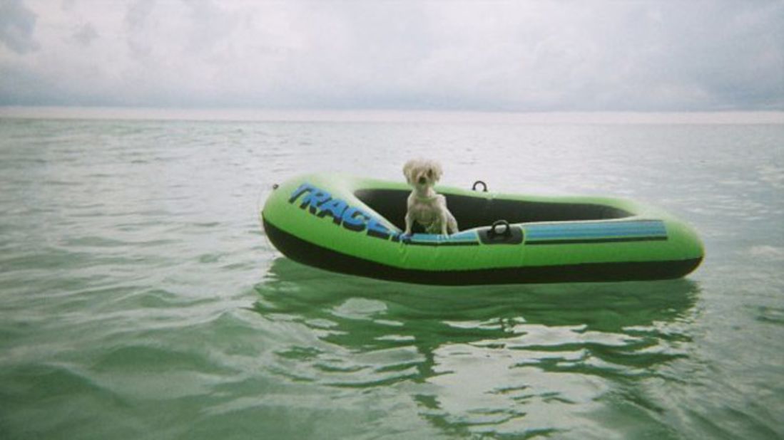 Flossy, a 5-year-old Maltese, <a href="http://ireport.cnn.com/docs/DOC-810498">captains a boat raft</a> off the shores of Destin, Florida. 
