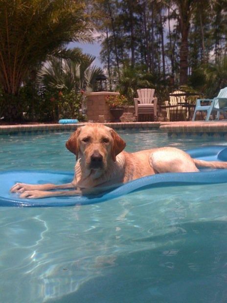 Sierra's family says they <a href="http://ireport.cnn.com/docs/DOC-810402">can't keep her out</a> of their Loxahatchee, Florida, pool. Here, the sopping wet yellow lab takes a rest on a float. 