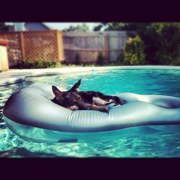 Four-month-old German shepherd Zhik <a href="http://ireport.cnn.com/docs/DOC-810903">naps on a float</a> in his family's pool in Tulsa, Oklahoma. 