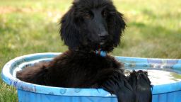It's 100 degrees outside (or worse). How's a fur-covered pup to cope? CNN iReporters from around the United States have been sharing photos of their best friends cooling off, and let's face it: They're too cute not to post.Here, Prim the Afghan hound manages to look elegant while relaxing in a baby pool in Gahanna, Ohio. 