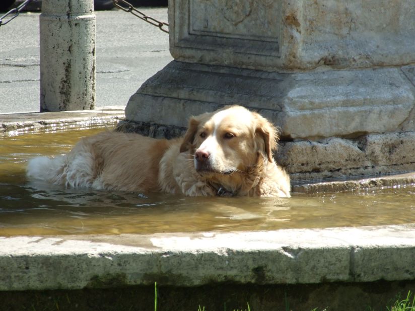 It's not just American dogs that need to cool off. Sandro Capannolo spotted this pup <a href="http://ireport.cnn.com/docs/DOC-805049">taking a dip</a> in a fountain in Rome. And Istvan Szemes of Hungary <a href="http://ireport.cnn.com/docs/DOC-811420">shared a video</a> of his German shepherd gleefully splashing around in a baby pool.