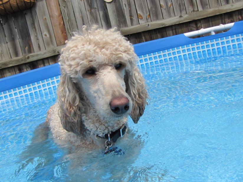 Beautiful standard poodle Gracie has water <a href="http://ireport.cnn.com/docs/DOC-810739">up to her shoulders</a> in her family's above-ground backyard pool in Barberton, Ohio. 