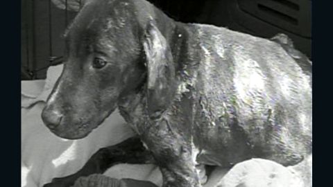 Three dogs have been set on fire in the Philadelphia area since June.