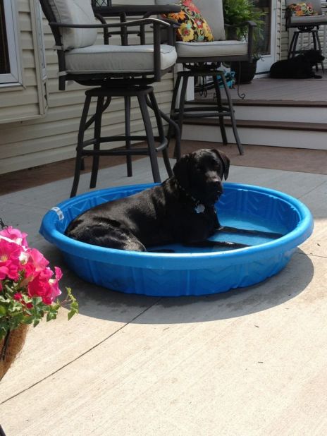 Year-old black lab Jackson <a href="http://ireport.cnn.com/docs/DOC-811185">enjoys his baby pool</a> in Fort Wayne, Indiana.