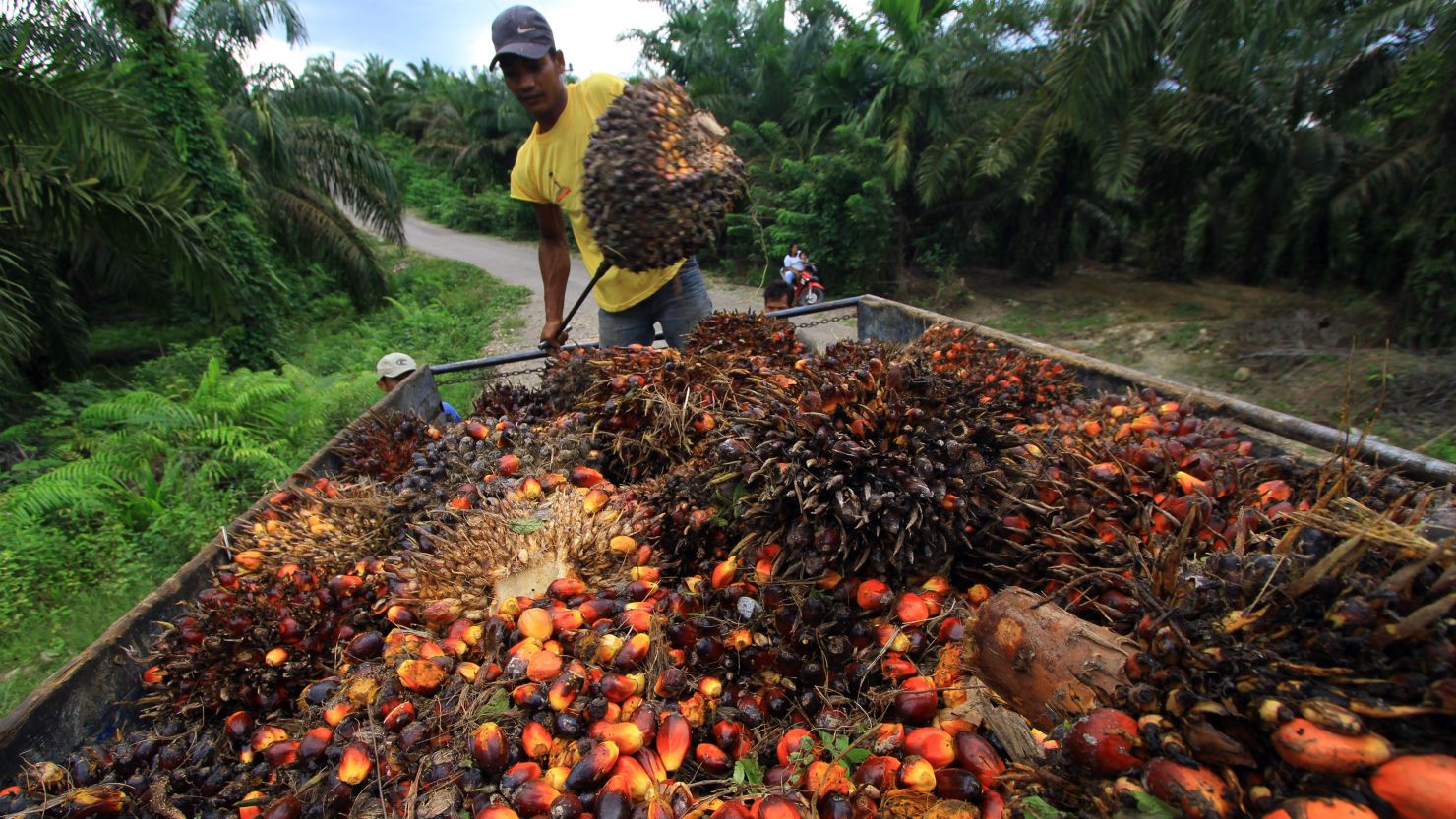 A worker loads palm oil seeds into a cart in East Aceh, Indonesia. 