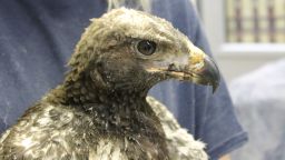 This young golden eagle, nicknamed Phoenix, is being cared for after suffering burns from a wildfire south of Salt Lake City in late June.