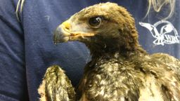 Phoenix also had burns to his feet and around his beak.
