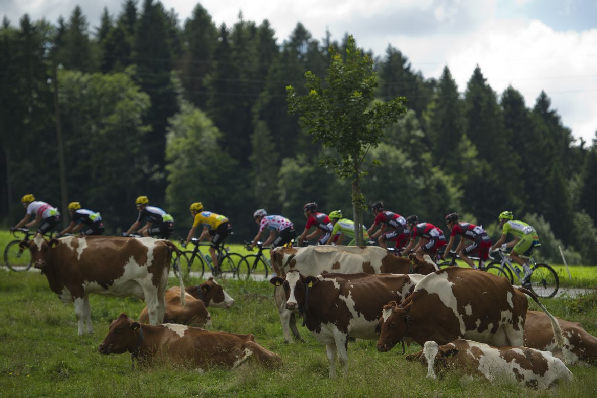 The pack rides past a field of cows in the French countryside Sunday.
