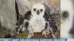 exp point marthaler baby eagle survives_00010501