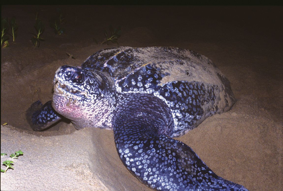 Peter Richardson from the <a href="http://www.mcsuk.org/" target="_blank" target="_blank">Marine Conservation Society</a> says some studies predict leatherback turtles could be extinct on America's West Coast within 10-15 years. 