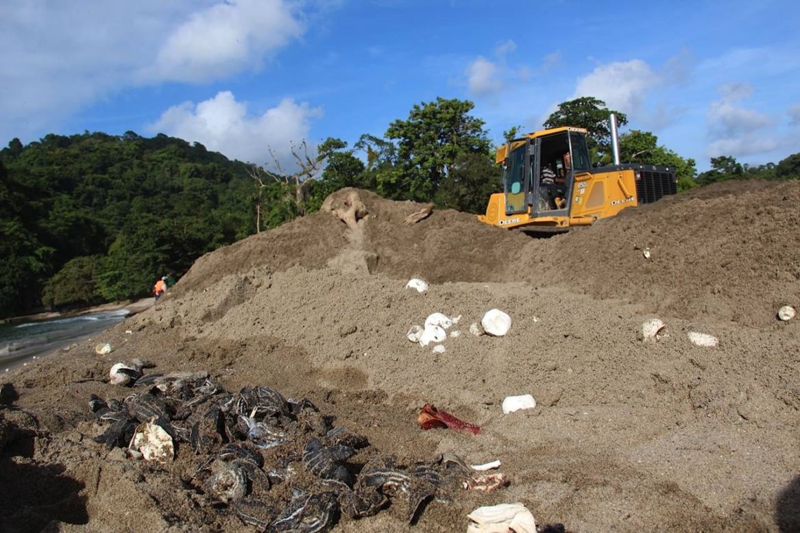 Bulldozers have crushed hundreds of turtle hatchlings and eggs on Trinidad's north coast.   