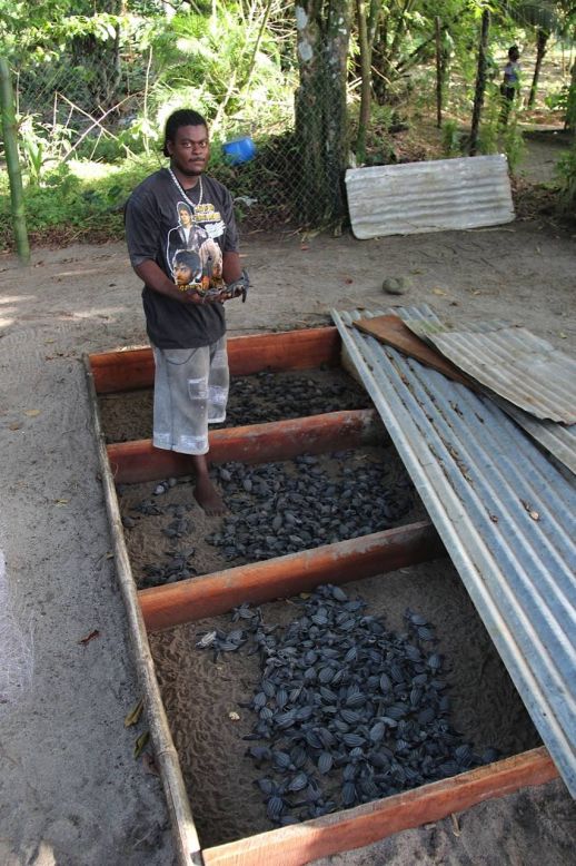 About 500 hatchlings were saved from the excavated area and placed in a makeshift hatchery.