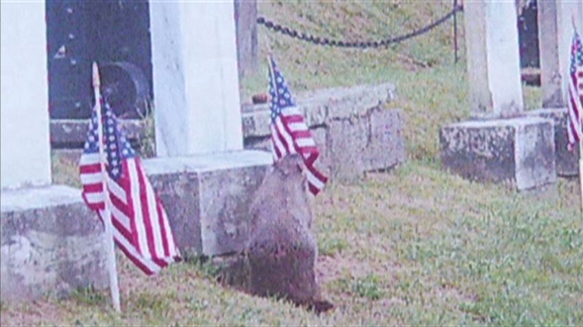 Woodchuck Caught On Video Stealing Flags From Cemetery Cnn