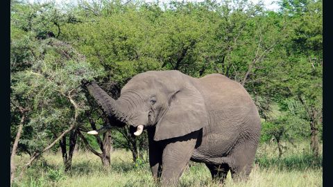 tanzania elephant