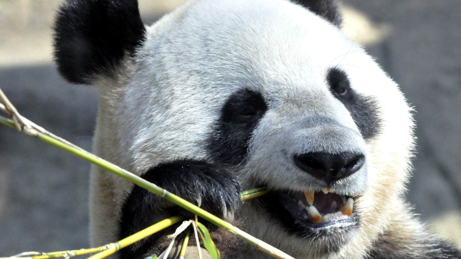 Shin Shin, a giant panda at Ueno Zoo, conceived the cub naturally, a rare feat among pandas in captivity