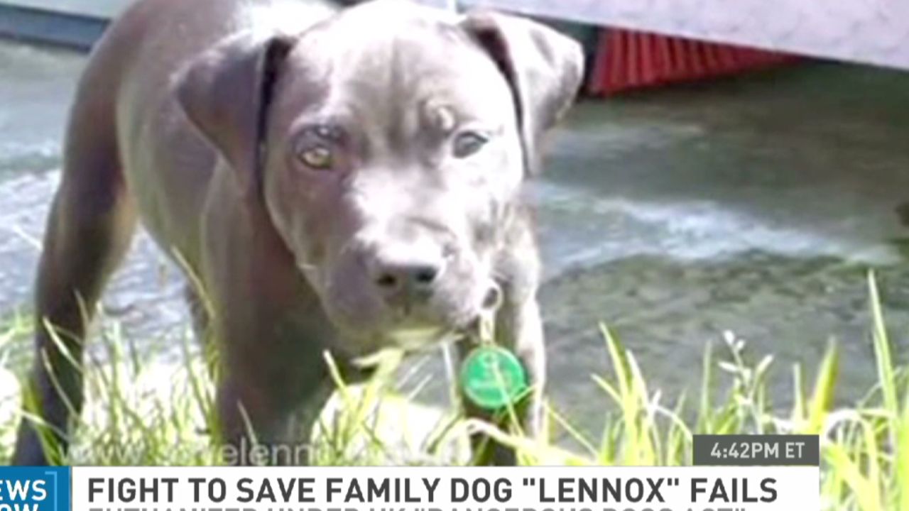 hln lennox the dog put down_00001121