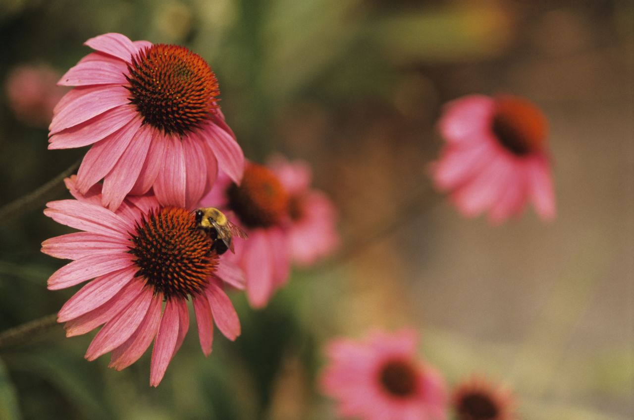 Thanks for making beautiful summer flowers possible, bees, but we're not so grateful for your throbbing, itching sting.If you've had an unfriendly encounter with a hornet, wasp or bee, try making a simple paste out of baking soda and water. Spread the paste on the sting to soothe it.