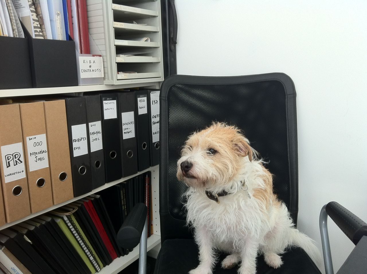 Tiger, a long-haired Jack Russell terrier, accompanies its owner to work at an architecture practice in East London. 