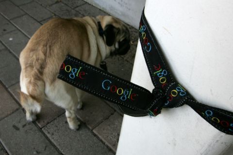 Dogs like this pug are welcomed at the offices of Google, in Mountain View, California. 