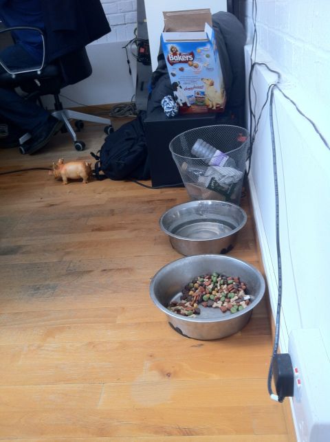 Kibble, water and squeaky toys are among the office supplies at KoffeeCup.net, a web development company that allows dogs in the workplace.
