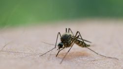 A busy mosquito at work sucking blood from a man's arm in a garden in Frankfurt Oder, Germany, 20 August 2011. The wet summer this year has been the cause for the recent mosquito pest in the state of Brandenburg, in particular in areas that have been hit by floods along the Rivers Oder, Spree, Rhin and the Havelland region.