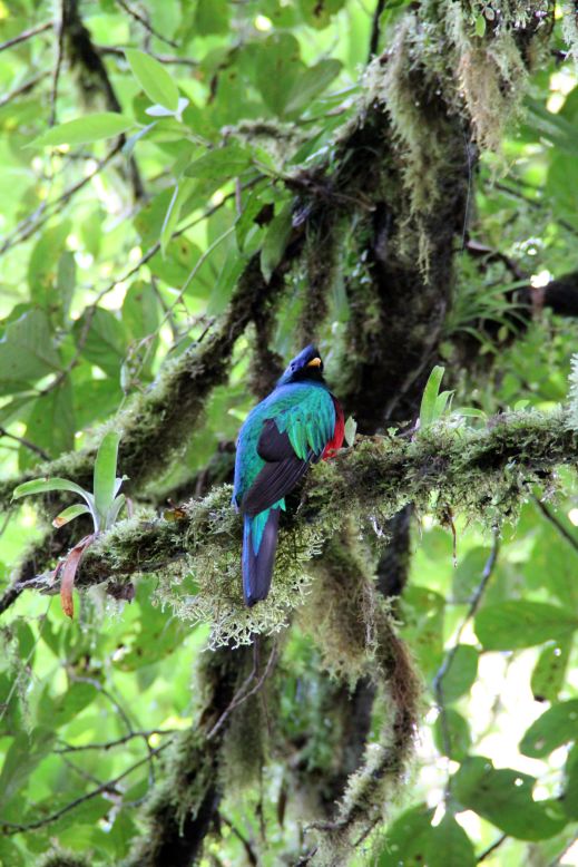 Our guide in Monteverde Cloud Forest Reserve, recommended by our hotel, was a master bird caller. We were lucky to see a resplendent quetzal.