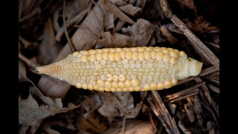 The drought plaguing the Midwest has taken a harsh toll on America's corn crops, such as this one in Grayville, Illinois.
