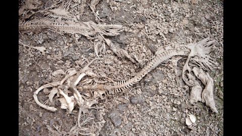 Fish skeletons line the bottom of a drainage ditch in Skelton, Indiana, on July 12.