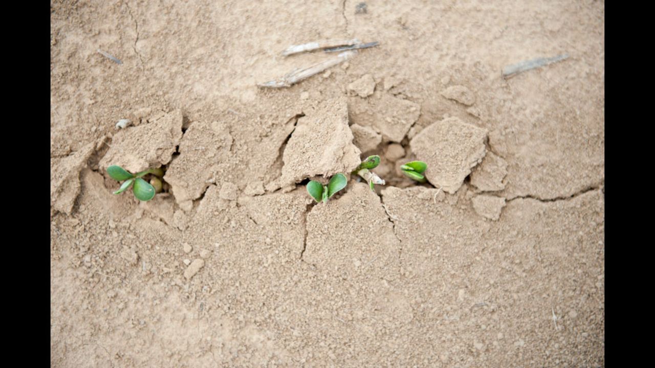 Soybean seedlings push their way through dry soil in Skelton, Indiana, on July 12.