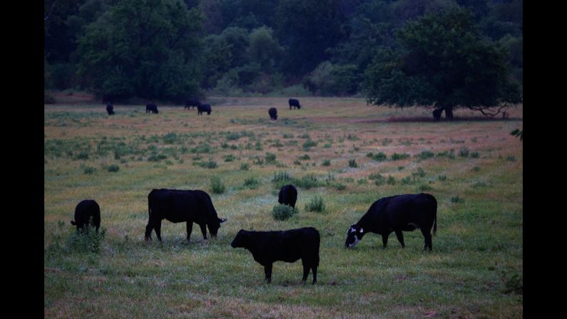 Cattle graze in a field on July 13 near Paris, Missouri. Many ranchers are rushing to sell off their herds as hay supplies dwindle and feed prices soar.