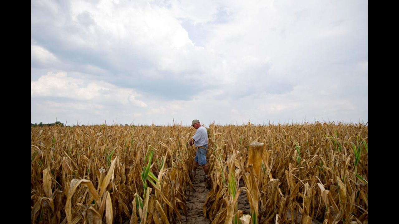 Farmer Albert Walsh walks through his drought-damaged corn field in Carmi, Illnois, on July 11. 