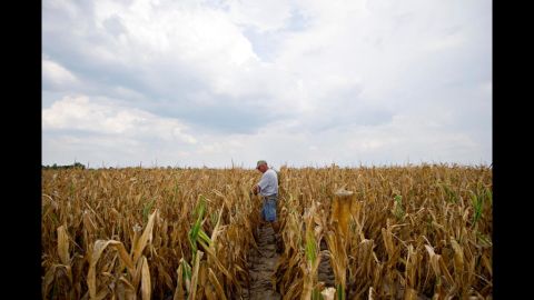 Farmer Albert Walsh walks through his drought-damaged corn field in Carmi, Illnois, on July 11.