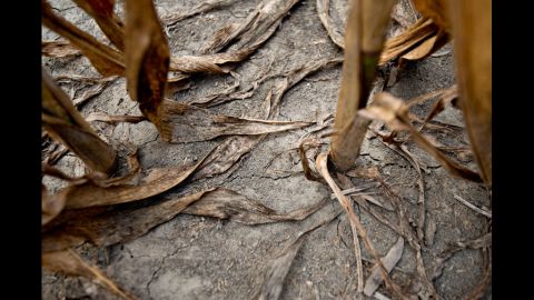 Brown corn stalks stand in a drought-stricken field on July 11 in Carmi, Illinois.  