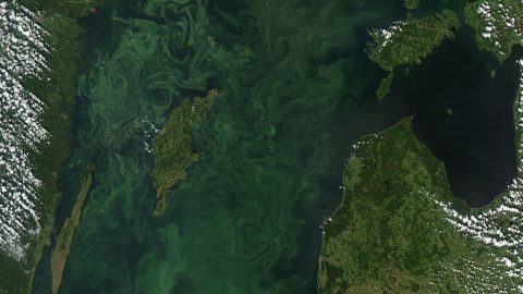 A satellite image of "summer blooms" in the Baltic Sea, usually caused by blue-green algae.