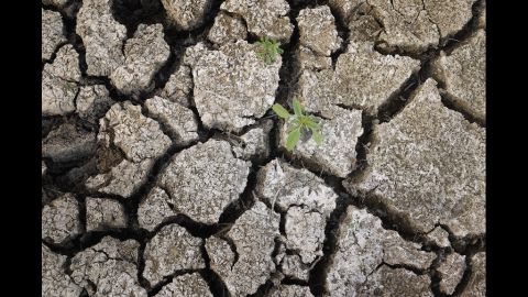 A weed grows thorugh the dried and cracked earth where a pond used to br near Ashley, Illinois, on July 16.