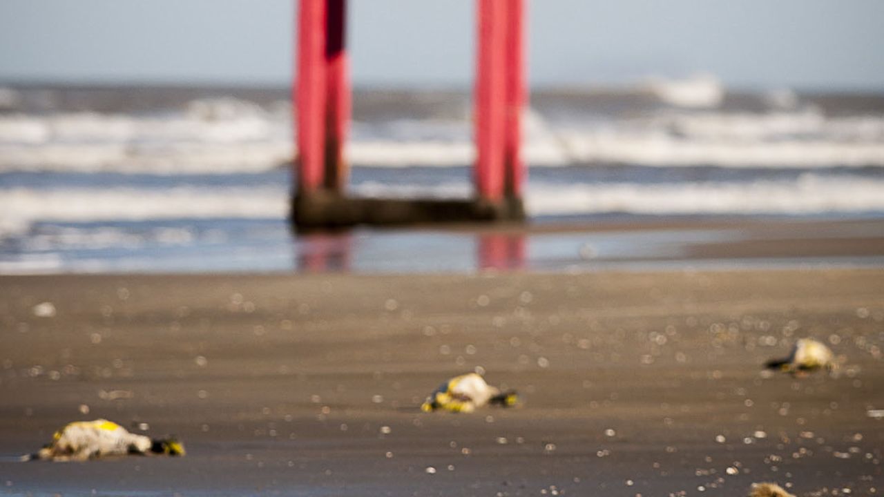 Marine scientists say the birds are badly decomposed but otherwise seem unhurt and without oil stains.