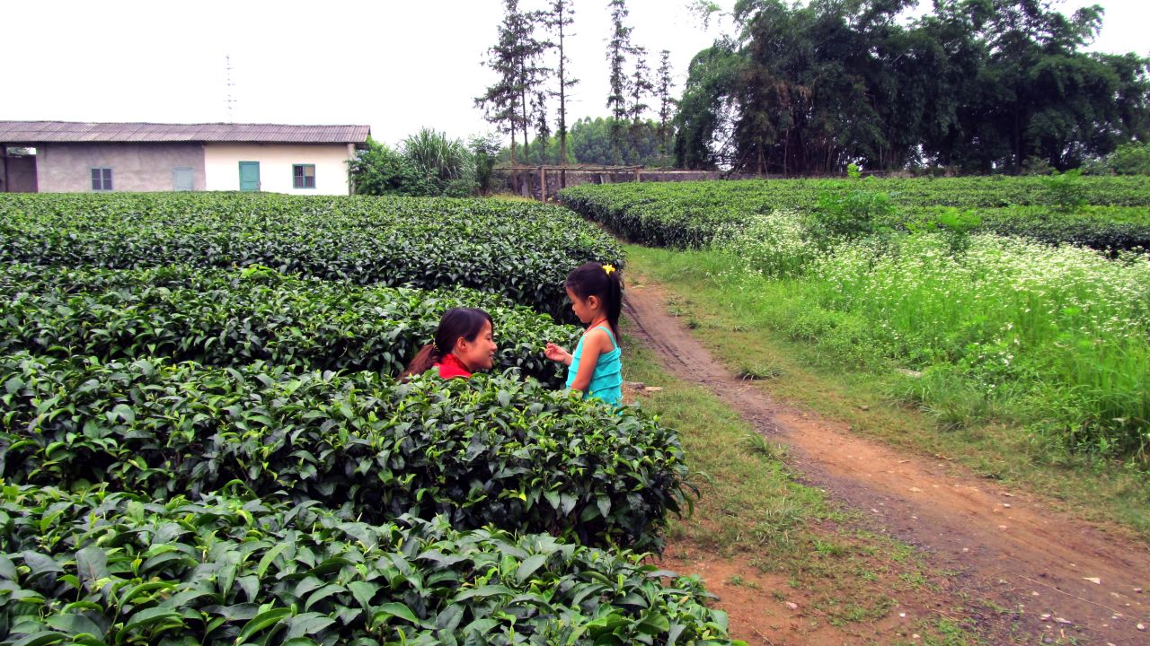 June Cubbage-Troop visiting a Chinese tea farm near the orphanage where she spent the first two years of her life.