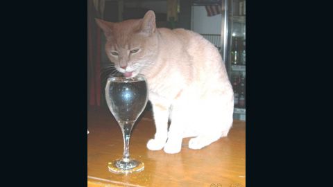 Mayor Stubbs of Talkeetna, Alaska, drinks water with catnip from a wine glass.