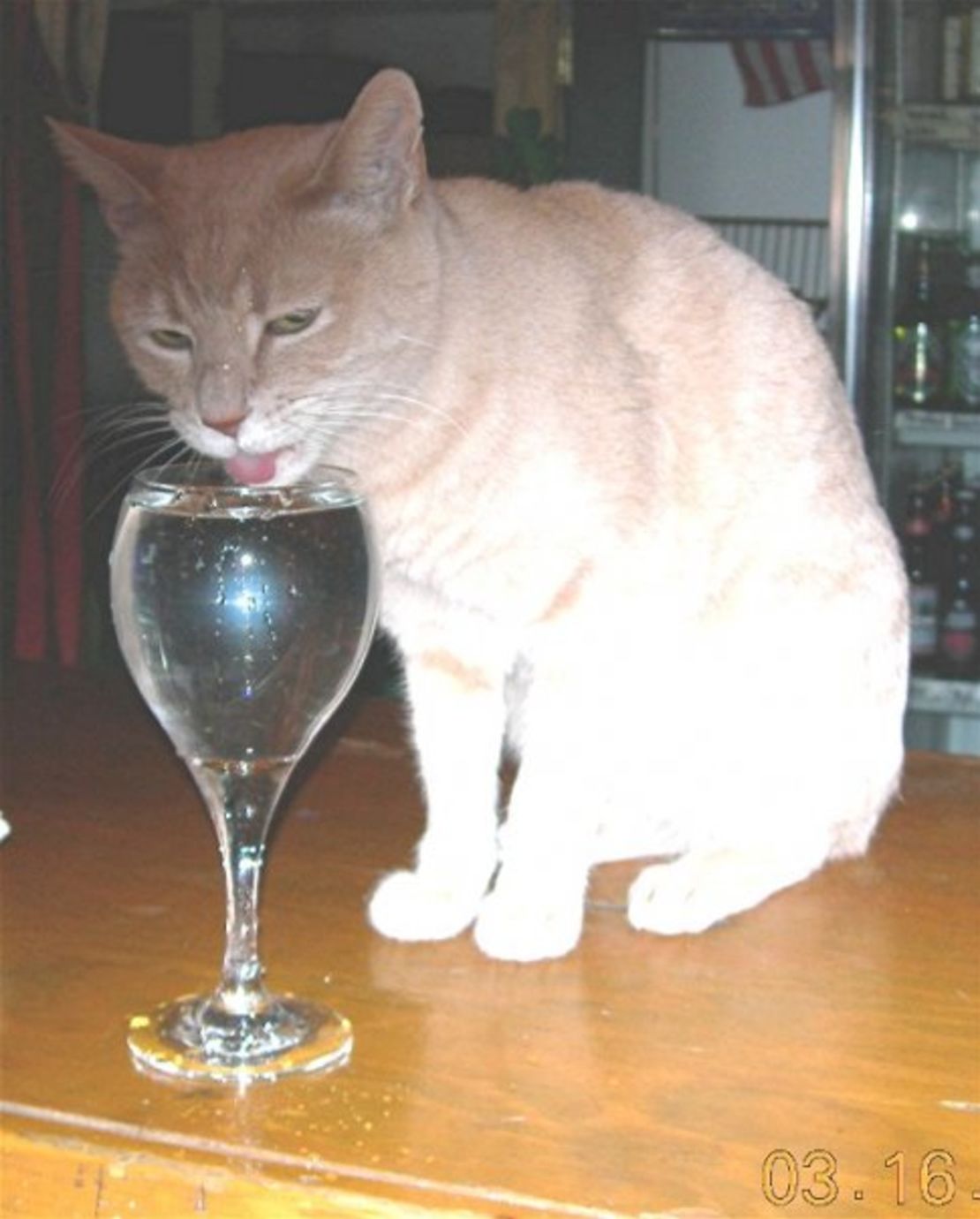 Mayor Stubbs of Talkeetna, Alaska, drinks water with catnip from a wine glass.