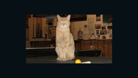 Stubbs the cat  has been mayor of Talkeetna, Alaska, for 15 years, since he was a kitten.