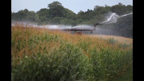 Corn is watered with an irrigation system near Fritchton, Indiana, on July 17.