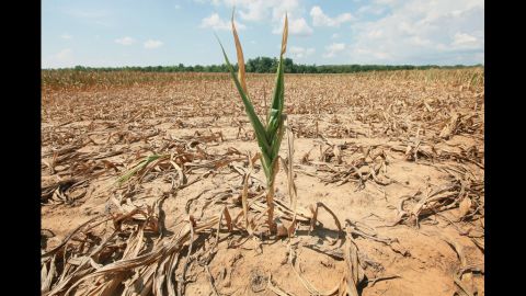 A single stalk of corn grows in a drought-stricken field near Shawneetown, Illinois, on July 16.