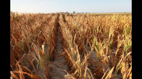 Brown and dry, a field of corn sturggles to survive drought conditions near Uniontown, Kentucky, on July 16.