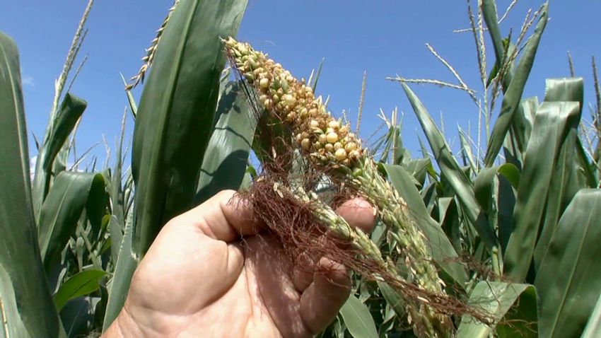 welch.midwest.farmers.drought _00020402