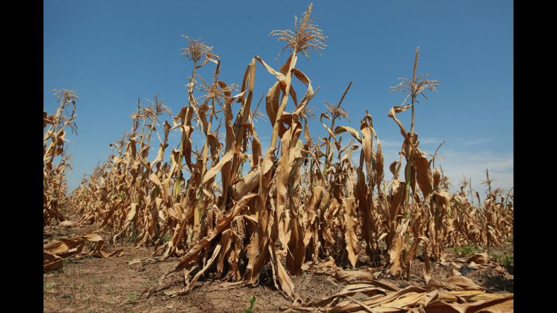 Corn stalks struggle to survive in a drought-stricken farm field on Thursday, July 19, near Oakton, Indiana. The corn and soybean belt in the middle of the nation is experiencing one of the worst droughts in more than five decades.