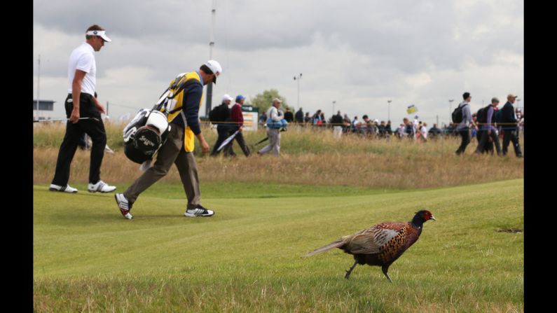 Robert Allenby of Australia and his caddy, Darren May, walk alongside a pheasant on the sixth fairway during the second round of the 141st Open Championship on Friday.