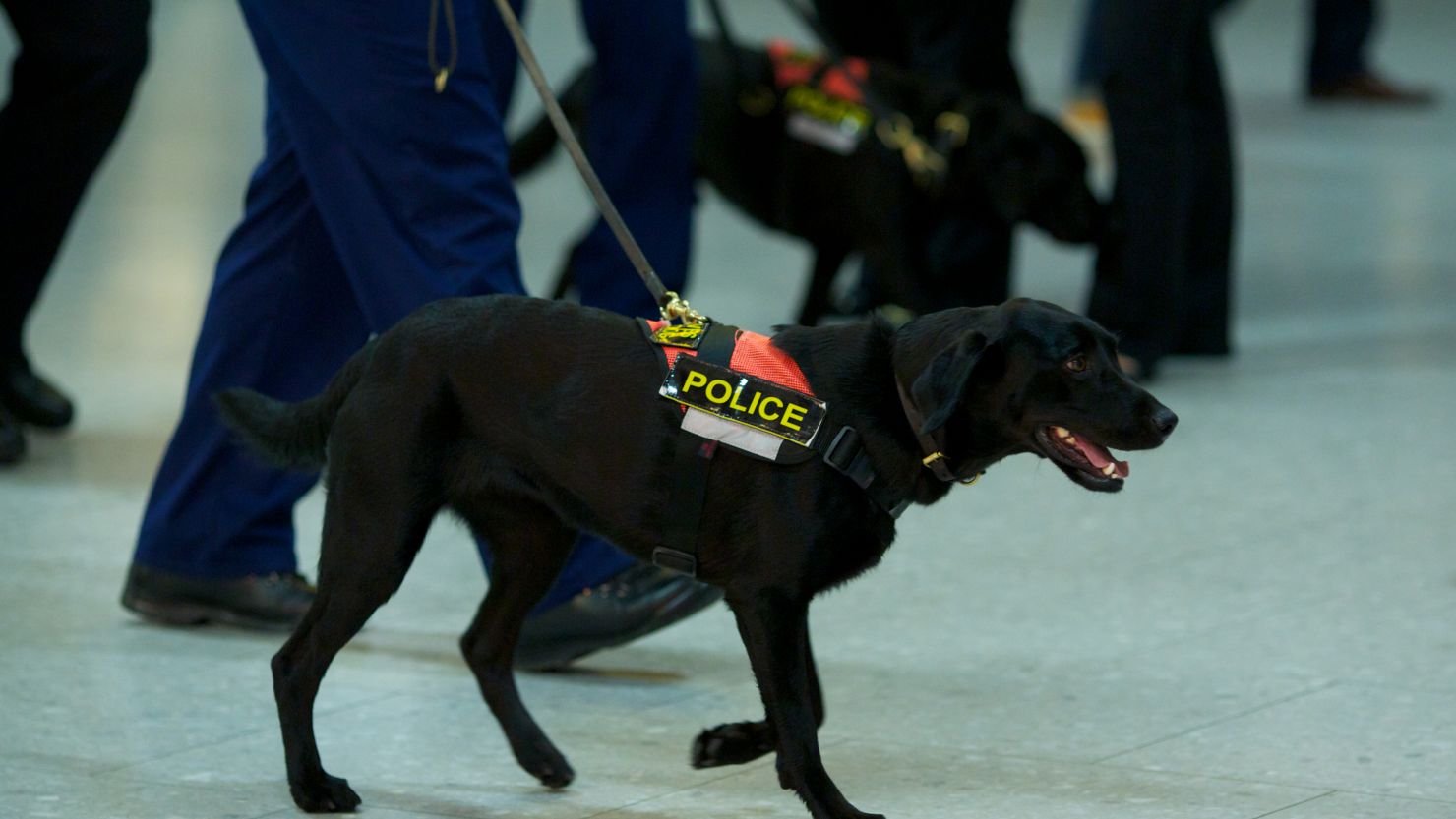 Canine crimefighters in Staffordshire in England's West Midlands region, will have cameras strapped to their heads.